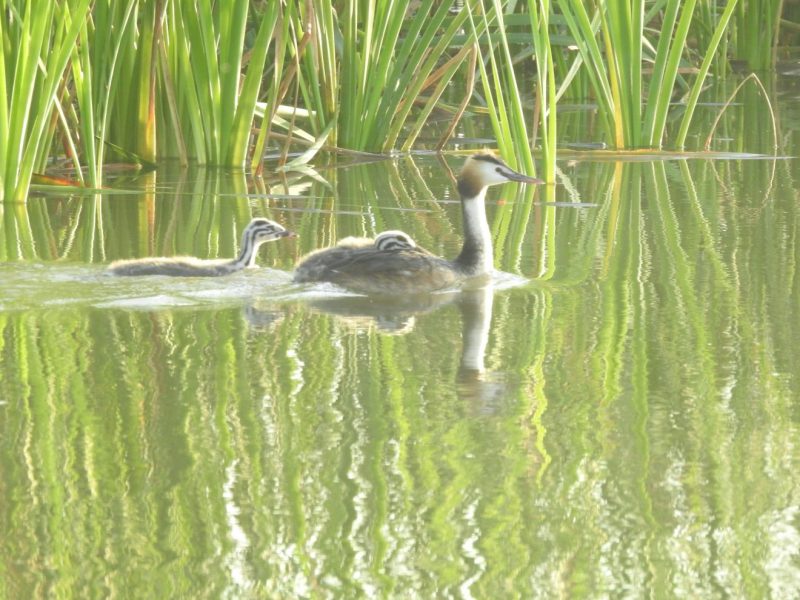 Conoce el refugio para las aves acuáticas de l’Albufera