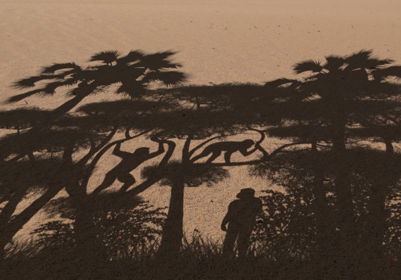 Cuando se separaron los humanos y los chimpancés