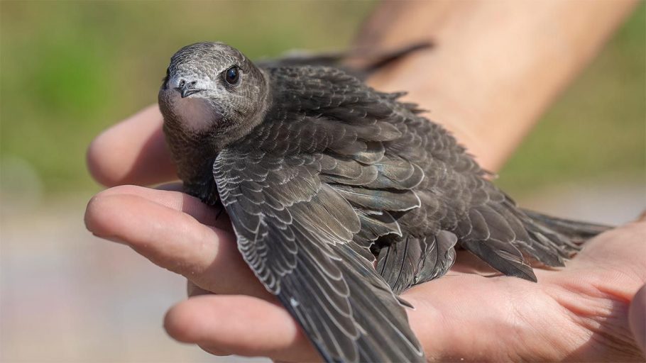 El vencejo común rumbo hacia África