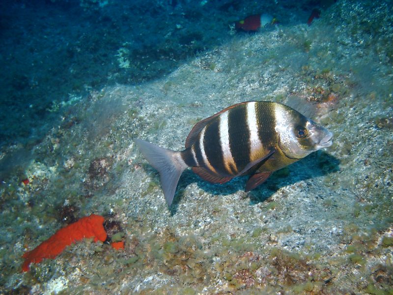 España muestra los logros en sus espacios marinos vulnerables