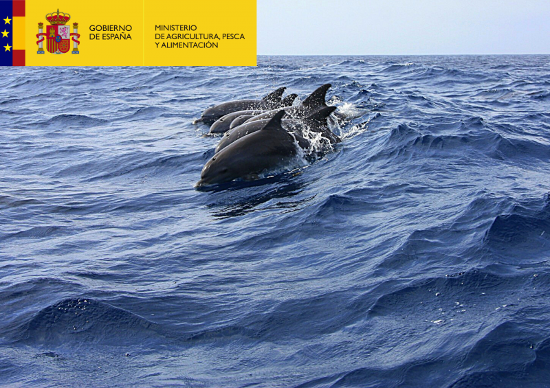 España quiere reducir las capturas accidentales de cetáceos