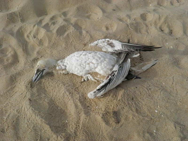 Fracaso total del Tratado Global de los Océanos de la ONU