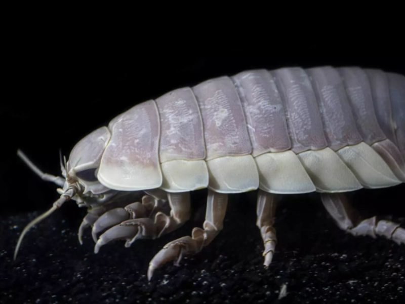 Golfo de México: Nuevo isópodo gigante