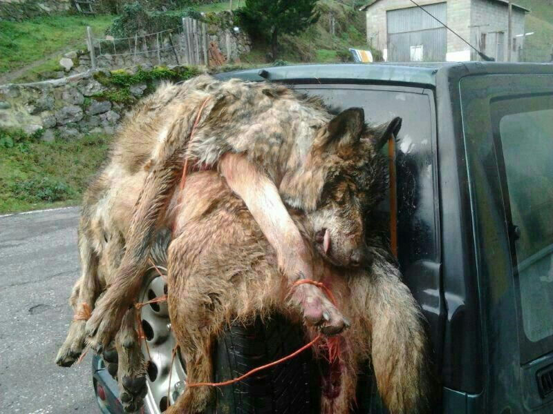 Hoy es un gran día para los enemigos del lobo en Asturias