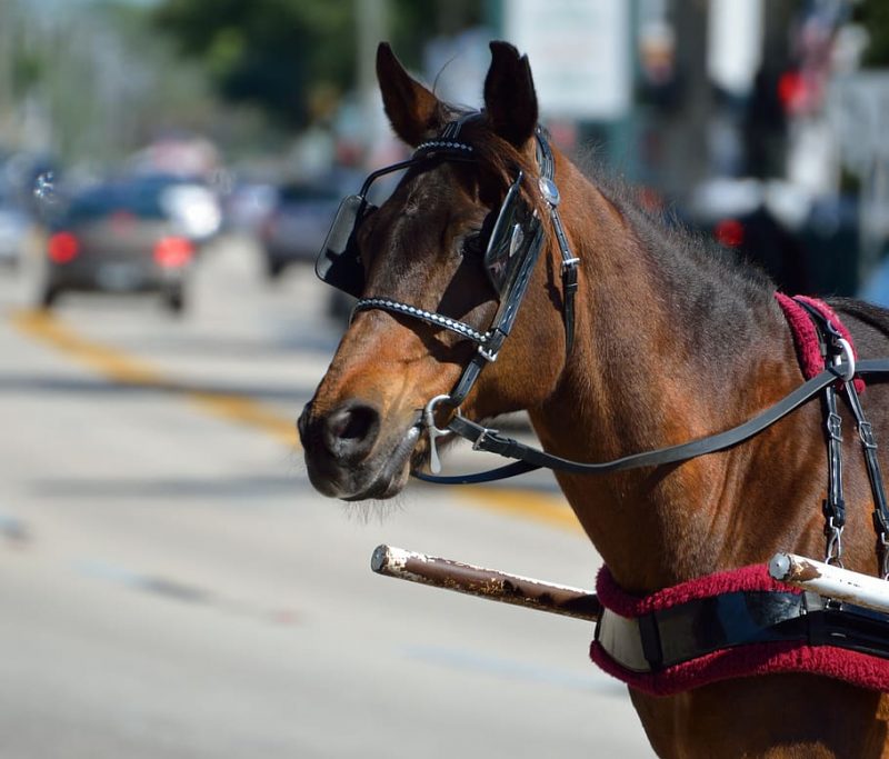 Italia quiere acabar con el negocio de las "botticelle".