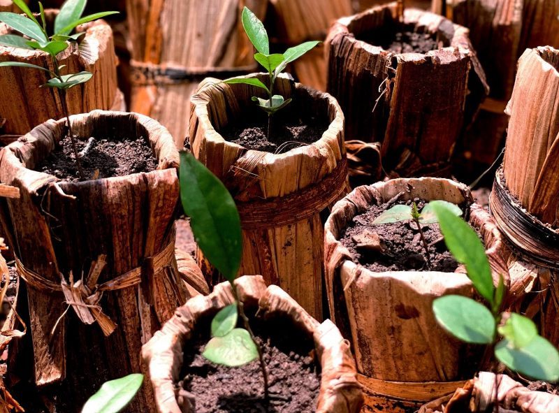 Macetas biodegradables