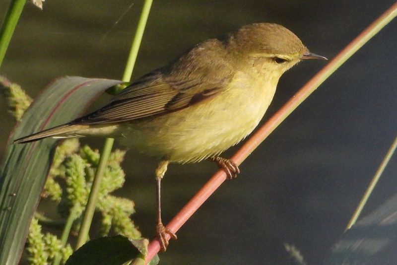Anillamiento de aves en la Marisma Victoria de Noja