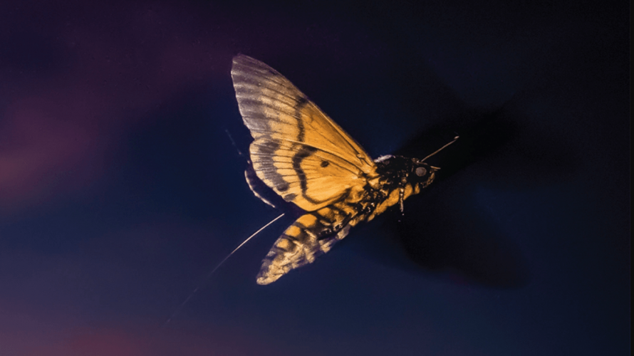 Polillas que se adaptan a las corrientes de viento