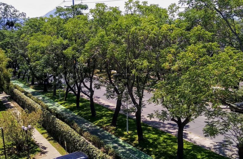 Protección y el reconocimiento jurídico de los árboles urbanos