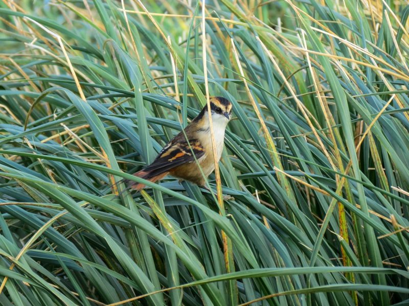 Chile descubre una nueva ave terrestre