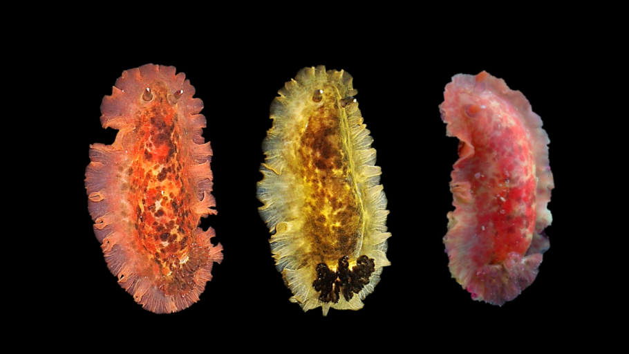 Un molusco de la antigüedad está de vuelta