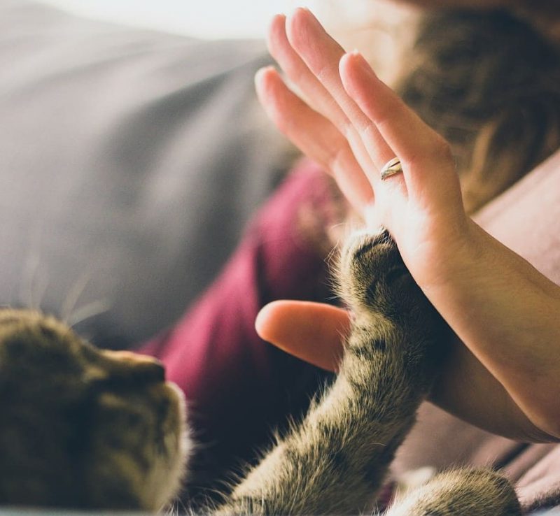 Día Internacional del Animal sin Hogar 2022