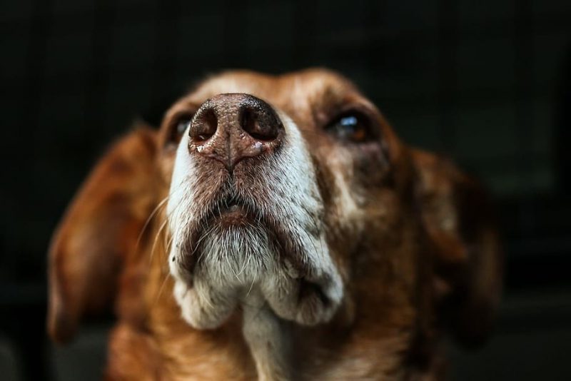 Día Mundial del Perro 2022