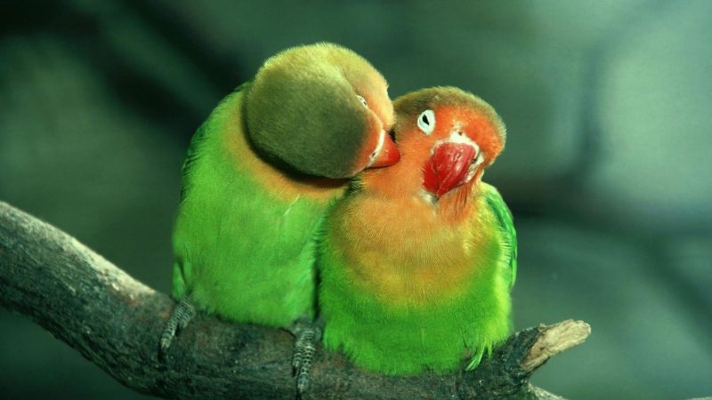 ¿Hay huesos sexuales?