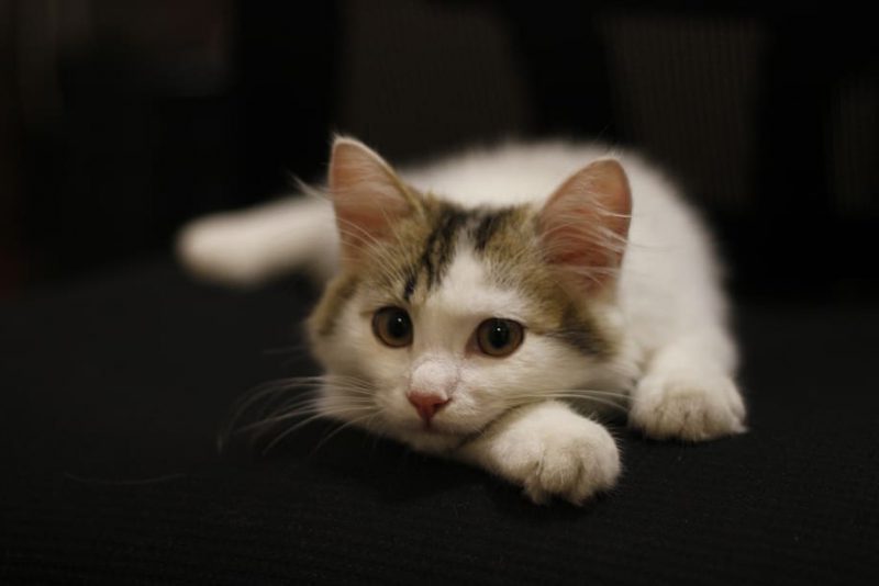 Día Internacional del Gato (IFAW) 2023