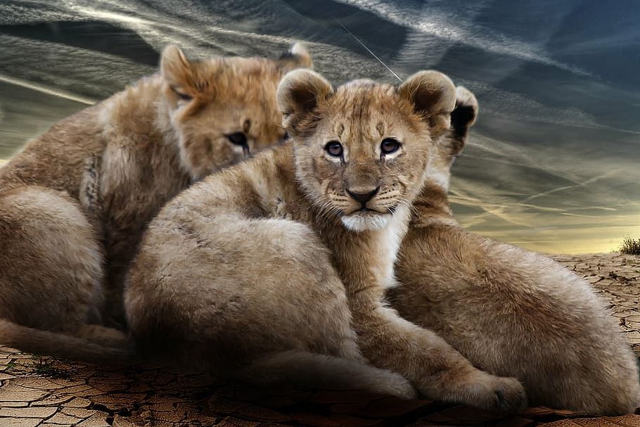 Día Mundial del León 2022