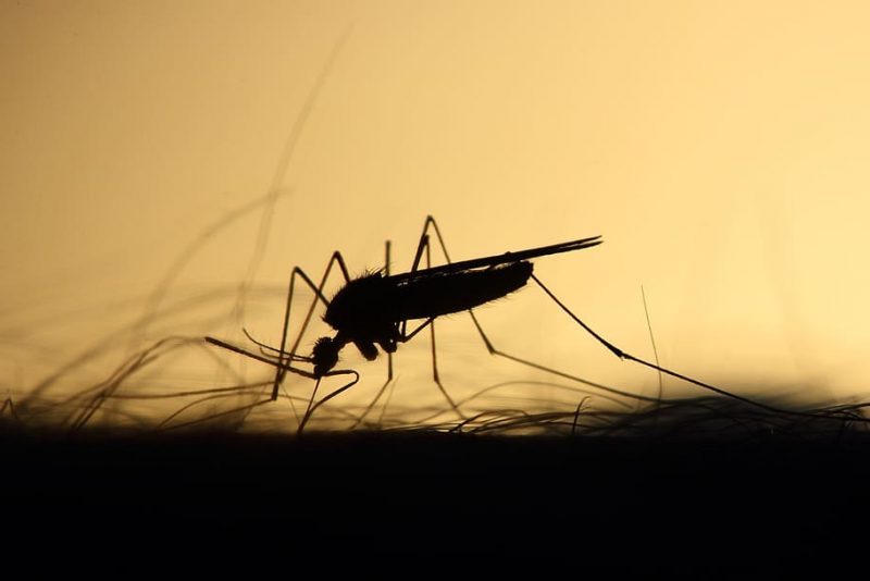 Día Mundial de los Mosquitos 2022