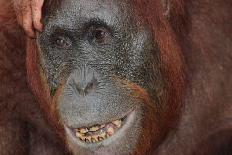 Día Mundial del Orangután 2022