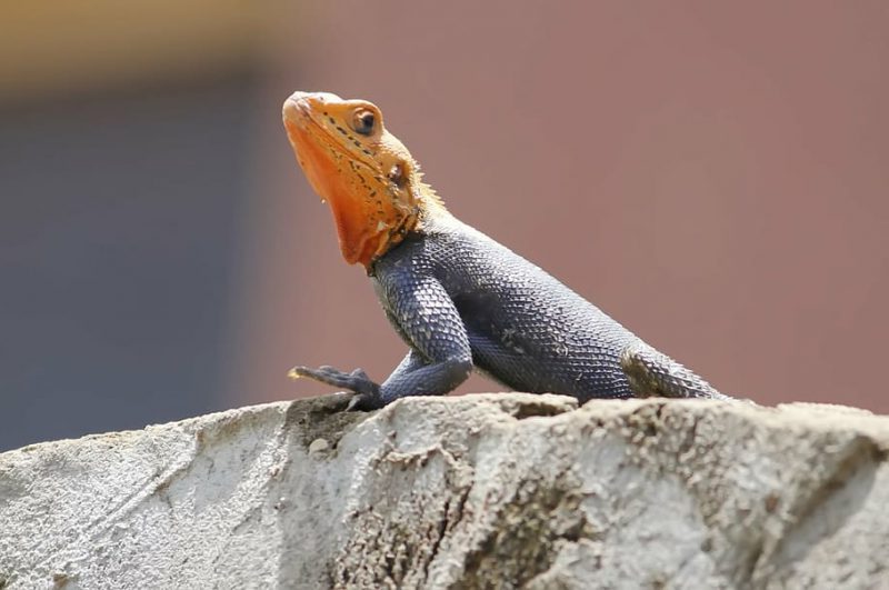 Día Mundial del Lagarto 2022