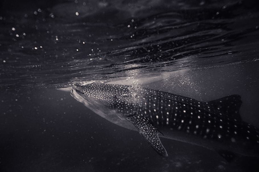 Día Internacional del Tiburón Ballena 2022