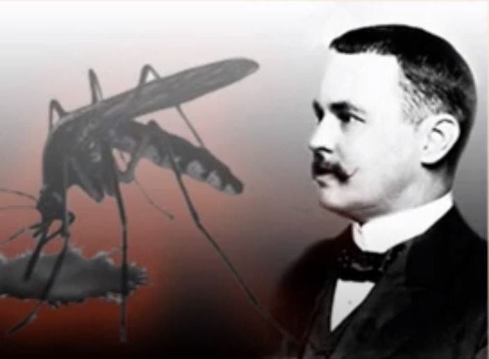 Día Mundial de los Mosquitos 2022