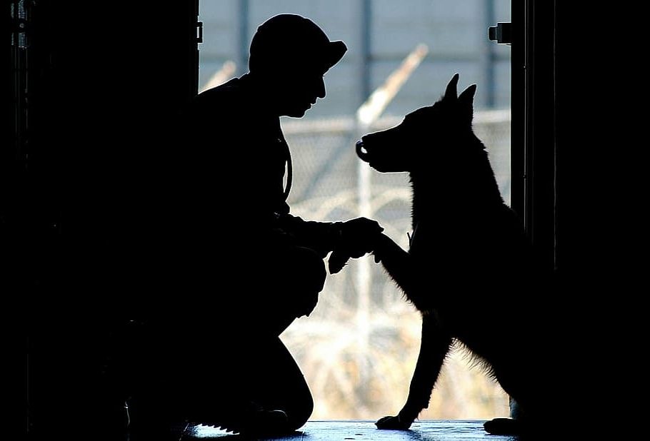 Día Mundial del Perro 2022