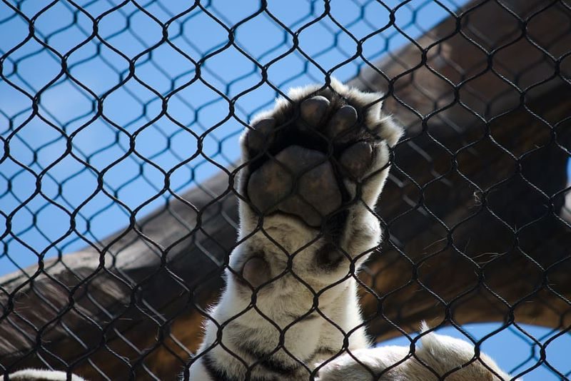Por qué no quitarles las uñas a los felinos y menos a los grandes