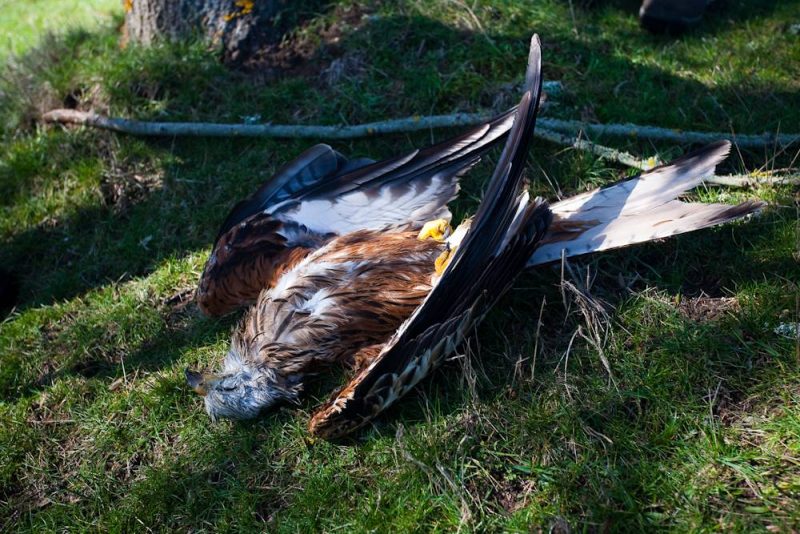Video sobre uso ilegal del veneno