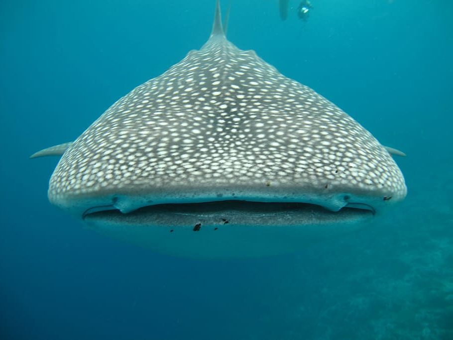 Día Internacional del Tiburón Ballena 2022