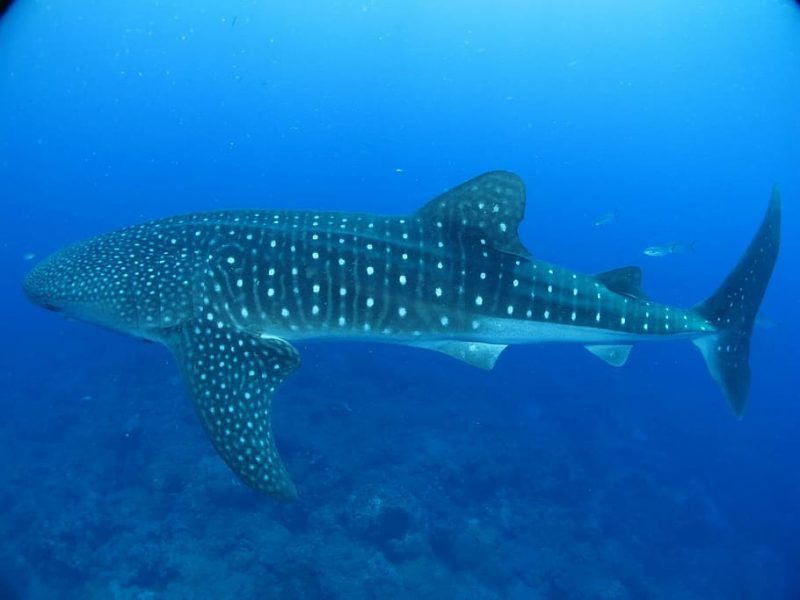 Día Internacional del Tiburón Ballena 2023