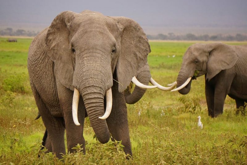 Día Mundial del Elefante 2022