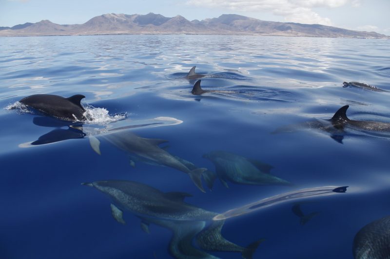 13º comité de gestión de LIFE INTEMARES