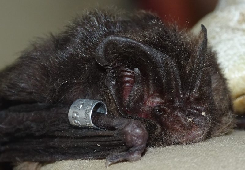 Los mamíferos más amenazados de Europa