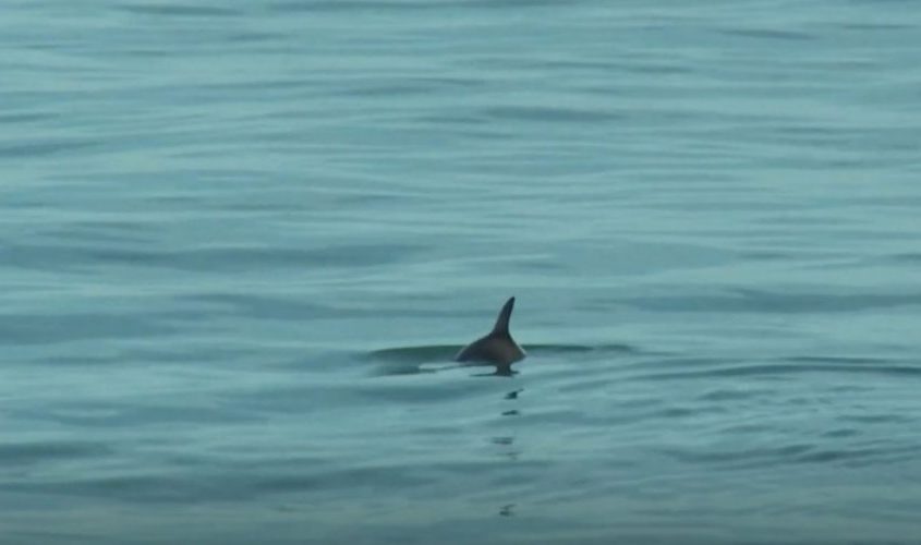 Día Mundial de la Vaquita Marina 2022 (México)