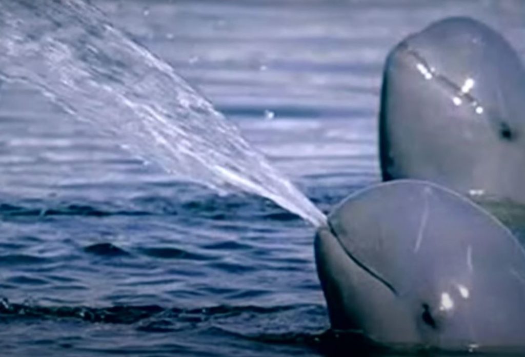 Día Mundial de la Vaquita Marina 2022 (México)