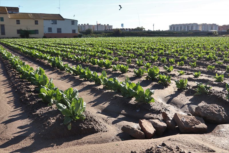 Valencia: modelo agroalimentario más sostenible