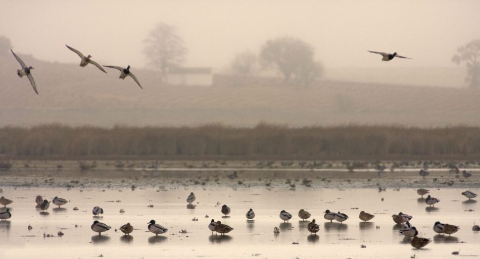 Los ríos vitales para el mantenimiento de la vida