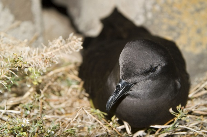 Alerta roja con las poblaciones atlánticas del petrel de Bulwer
