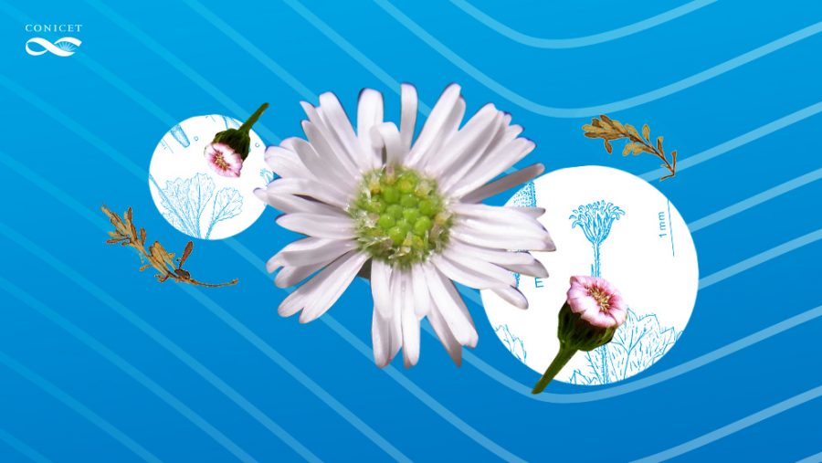 Las plantas que llegaron a las Islas Malvinas