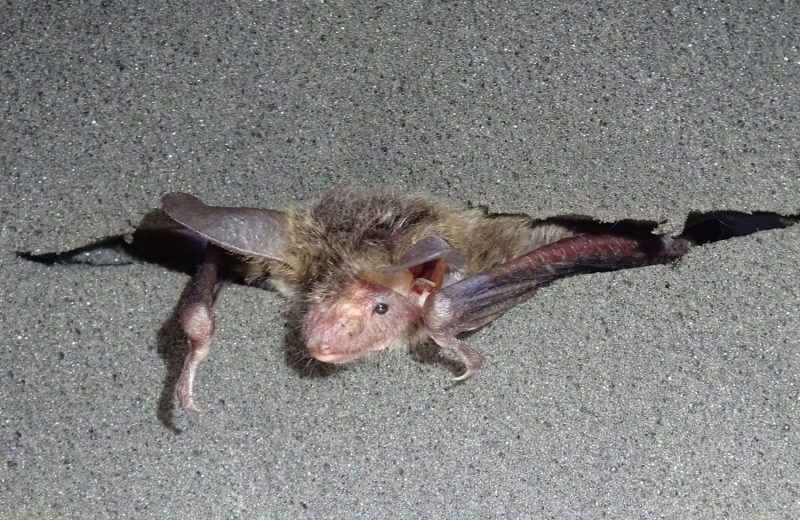 ANSE protege y estudia murciélagos