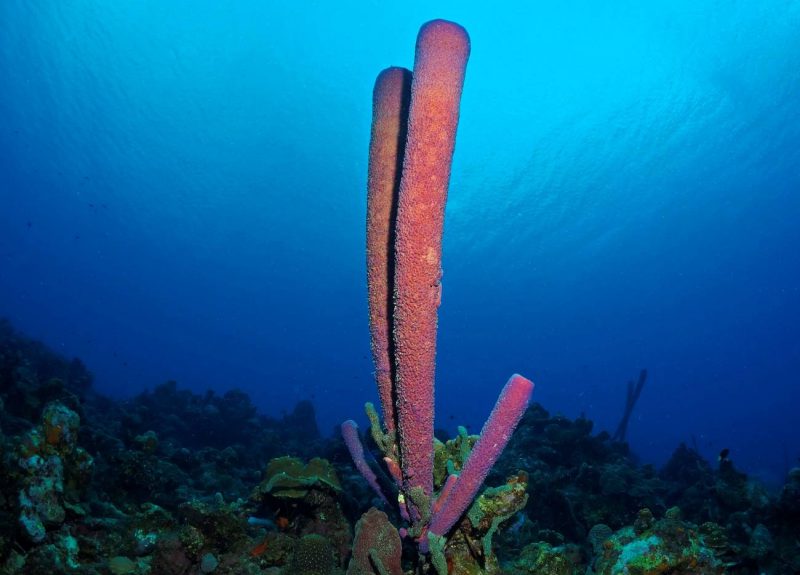 ¿Por qué las esponjas de mar estornudan?