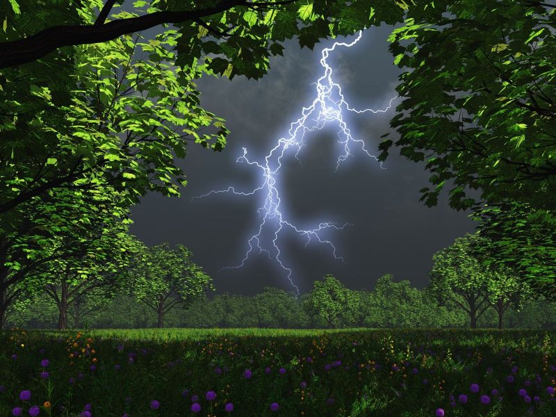 Panamá. La supervivencia arbórea en las tormentas eléctricas