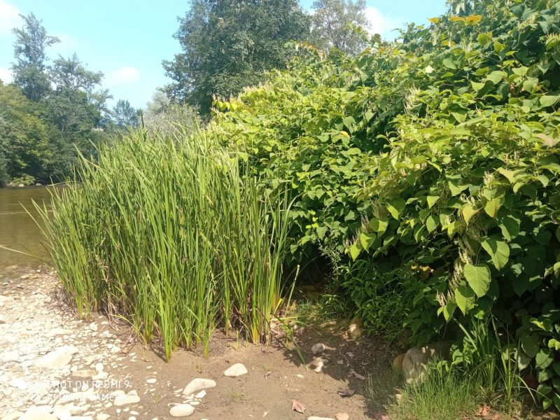 Una restauración del bajo Sella de 'bajo perfil'