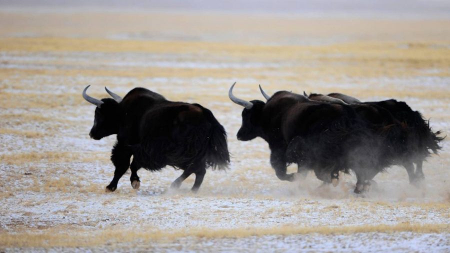 Yaks: los reyes de las alturas