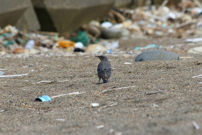 Día Mundial de las Playas 2022