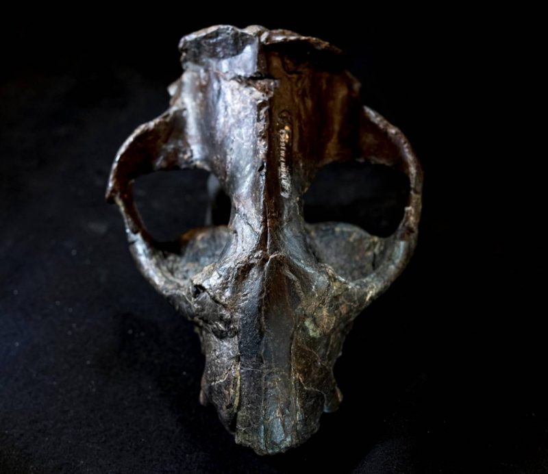 Carpe diem para los primeros grandes mamíferos