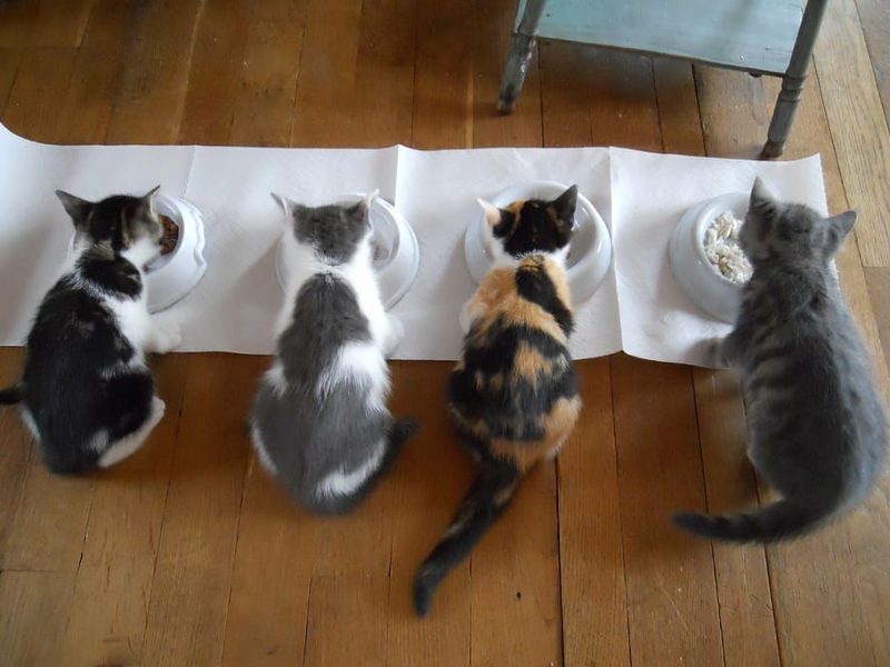 Las mascotas deben comer sano