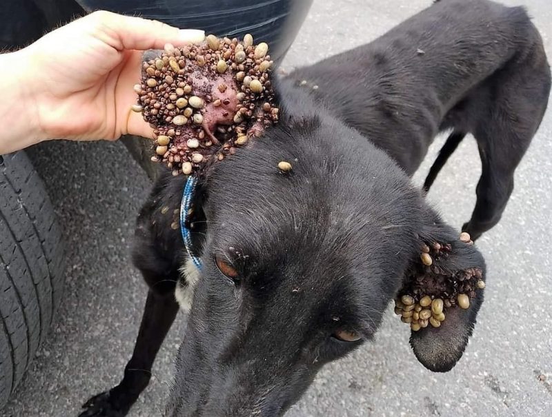 Real Federación Española de Caza: peor imagen imposible