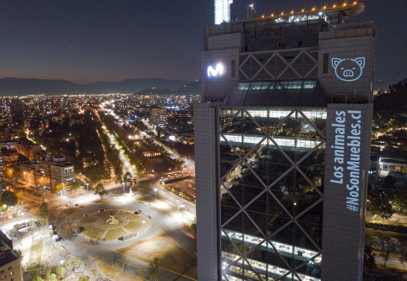 Chile. Reconocen a los animales como seres sintientes