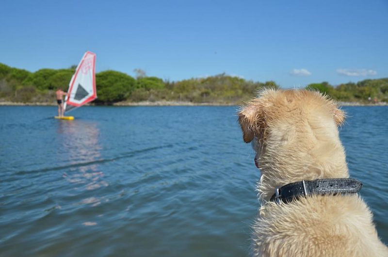 ¿Puedo practicar deportes con mi perro? 